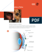 1907 Folleto Conjuntivitis ES AAFF