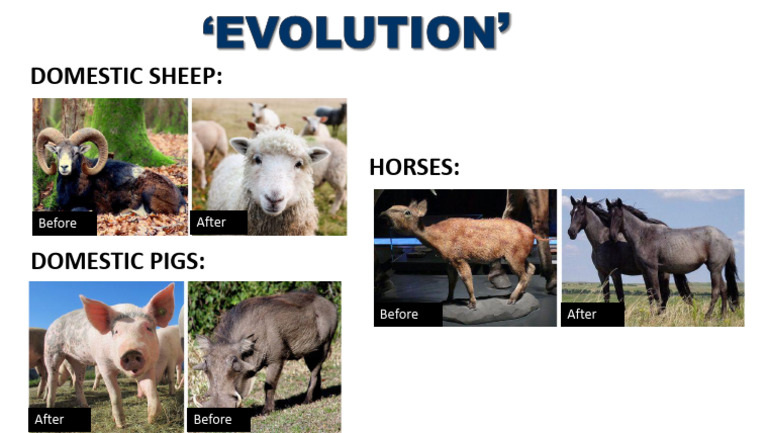 Comparison of Livestock Changes | PDF