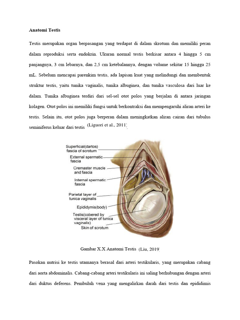 Anatomi Testis | PDF