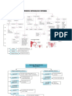 Mapas Conceptuales de Los Sistemas Del Cuerpo Humano