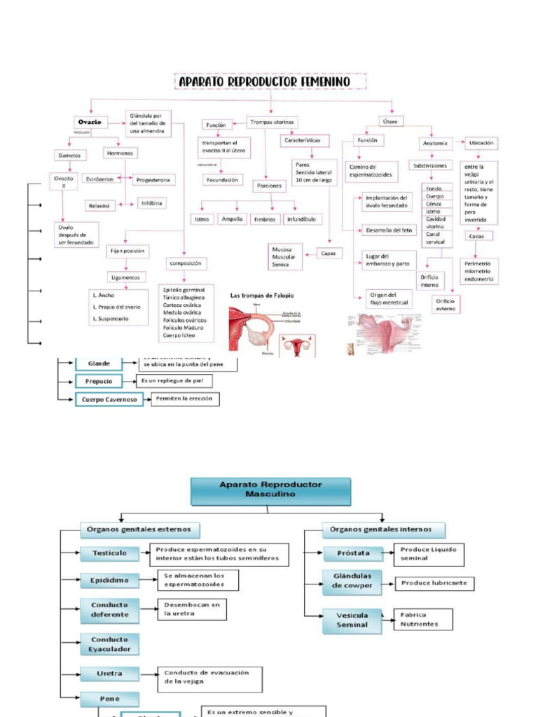 MAPAS CONCEPTUALES DE LOS SISTEMAS DEL CUERPO HUMANO | PDF