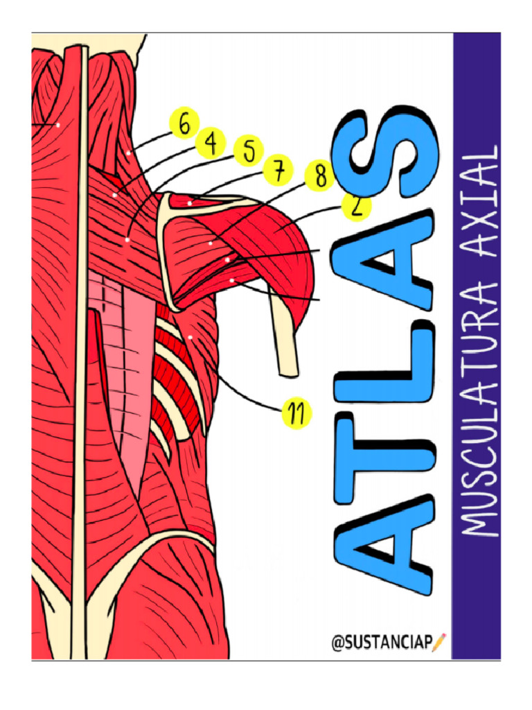 Atlas de Los Músculos | PDF