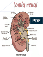 Anatomía Renal