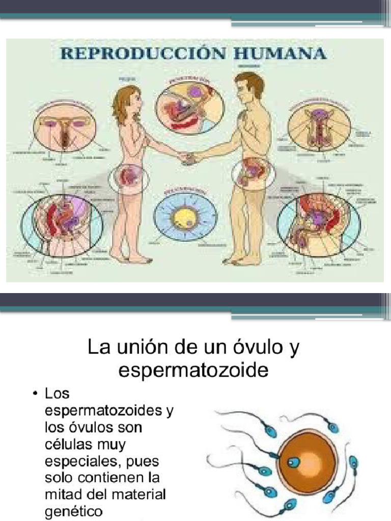 unidad 8 REPRODUCCION HUMANA | PDF | Testículo | Sistema reproductivo