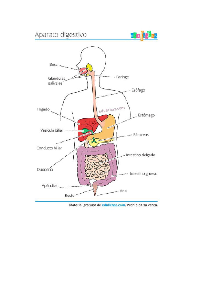 Aparato Digestivo Pdf