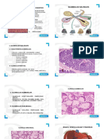 HISTOLOGIA 3 USAMEDIC-2x2