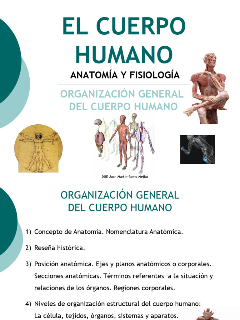 Organización del Cuerpo Humano | PDF | Términos anatómicos de ubicación ...