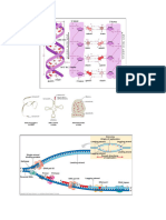 Podvajanje DNK in Biosinteza Proteinov 24