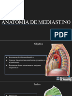 Anatomía Mediastino