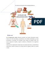 Semana I - Ficha - Nivelación Biología Humana Básica. Sofia Avalos