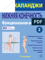 Nizhniaya Konechnost Funktcionalnaya Anatomiya Fragment