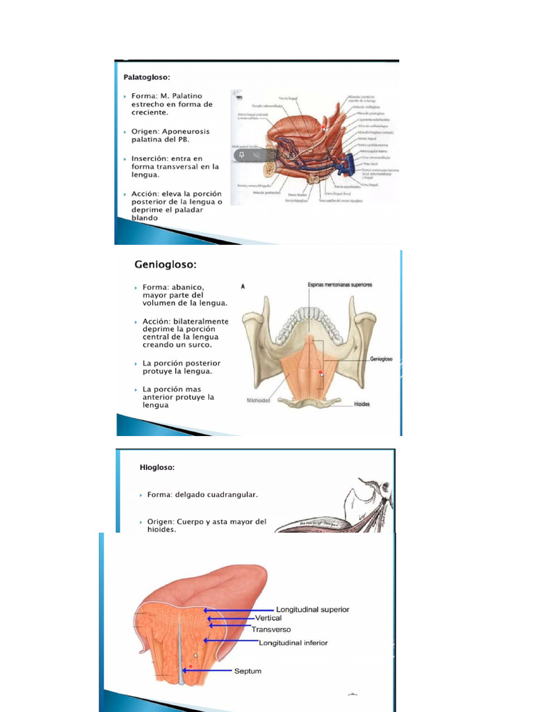 Sentido Gusto Y Olfato Audicion Pdf