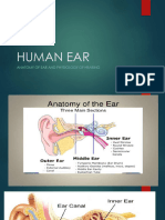 Human Ear