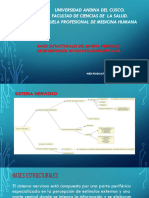 Bases Neuroanatómicas. Neurobiología de Los Procesos Mentales.