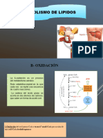 2 Metabolismo Lipidoss