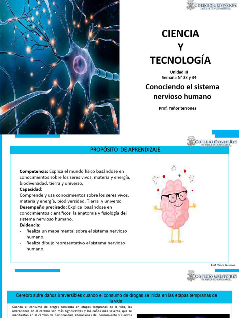 SN - Humano | PDF | Cerebro | Sistema nervioso