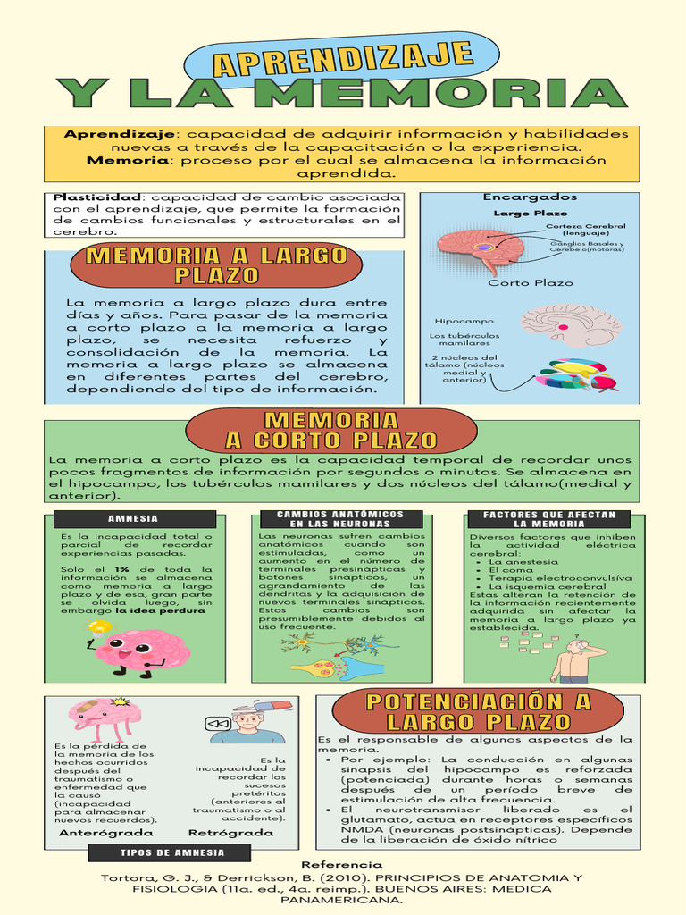 Infografía de aprendizaje y memoria | PDF | Memoria | Cerebro