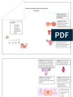 Anatomía y Fisiología Del Aparato Reproductor