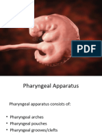 02-Pharyngeal Arches, Pouches and Clefts