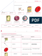 Specialised Cells Worksheet