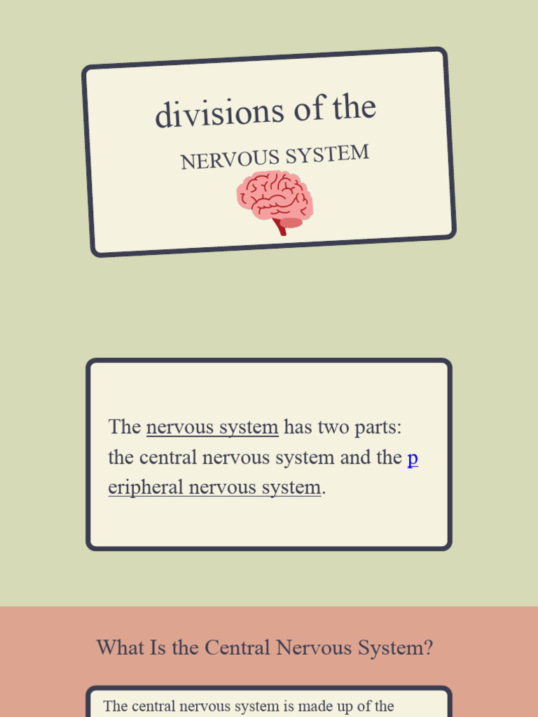 Divisions of The Nervous System | PDF | Nervous System | Spinal Cord