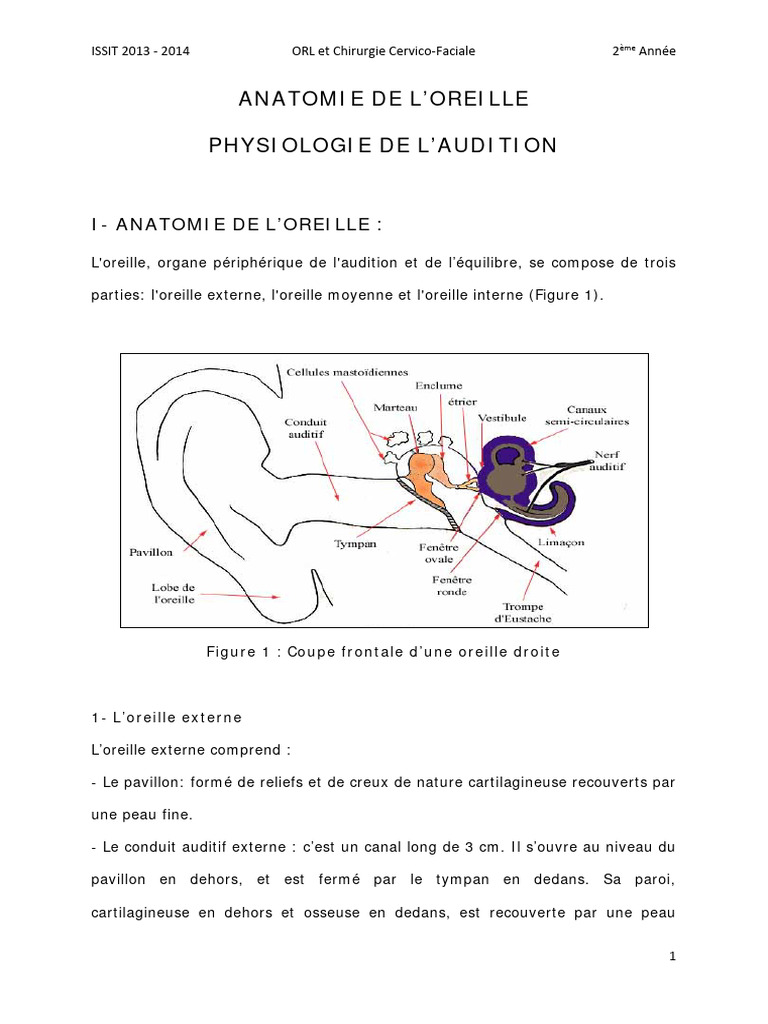 Anatomie et Physiologie de l'Oreille | PDF | Oreille | vertige