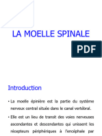 6-La Moelle Spinale