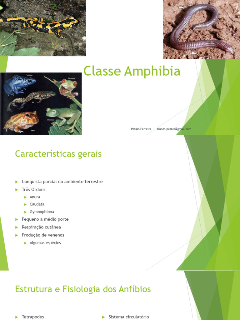 Classe Amphibia | PDF