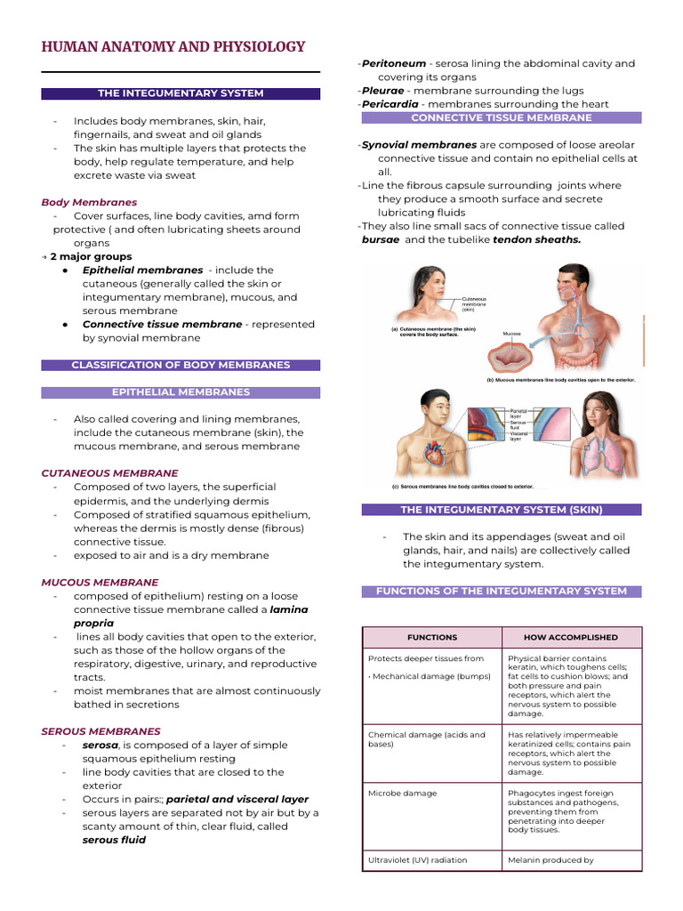 Anaphy Integumentary System 1 | PDF | Integumentary System | Skin