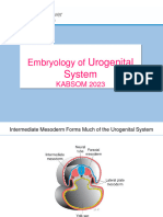 Development of Uroenital System