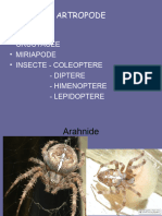 0_artropode