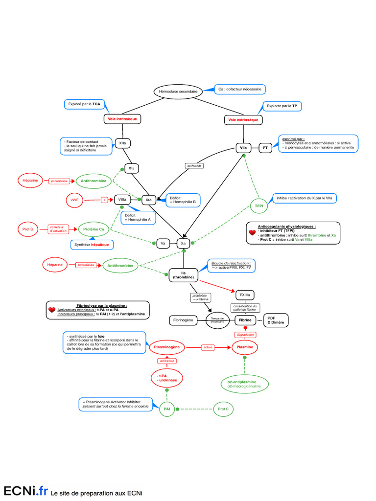 Coagulation | PDF