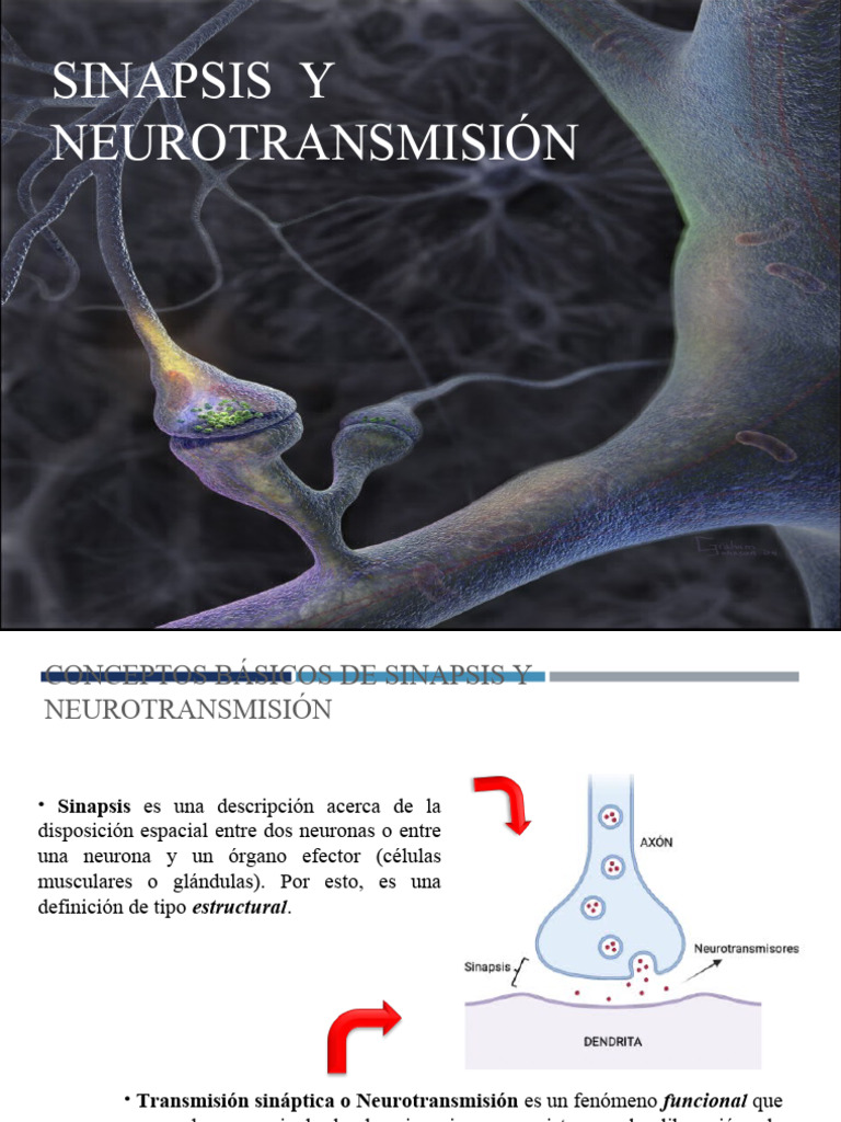 Sinapsis y Neurotransmision | PDF | Sinapsis | Potencial de acción