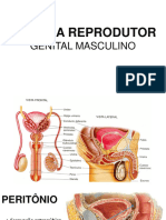 Aula Esplancnologia - Generalidades Do Sist. Genital