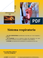 Sistema Respiratorio