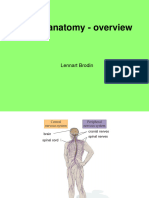 Neuro Anatomy