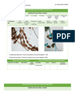 Descripción Microscópica de Hongos