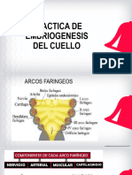 14 Practica Embriología de Cuello Dra. Gallegos II Ciclo