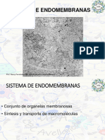 Sistema de Endomembranas: Prof. Nancy Fernández CBC UBA Avellaneda Cátedra Márquez