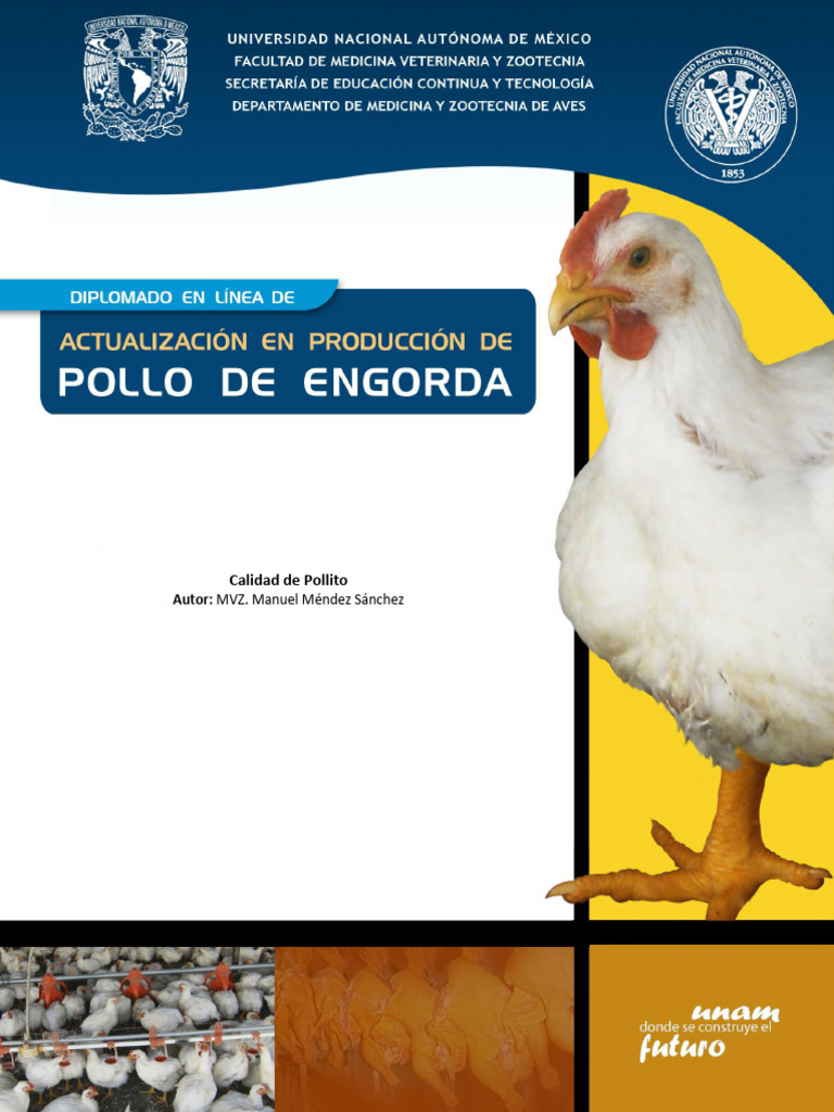 Calidad y Crecimiento del Pollito | PDF