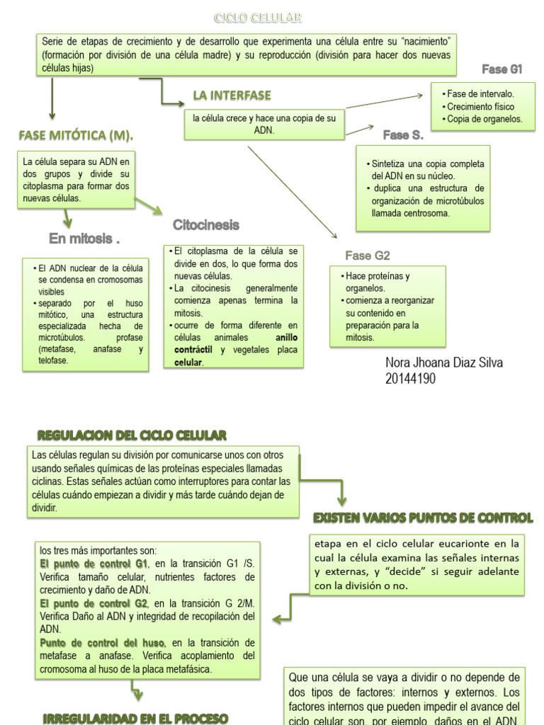 Etapas del Ciclo Celular y Control de División | PDF | Mitosis | Ciclo ...