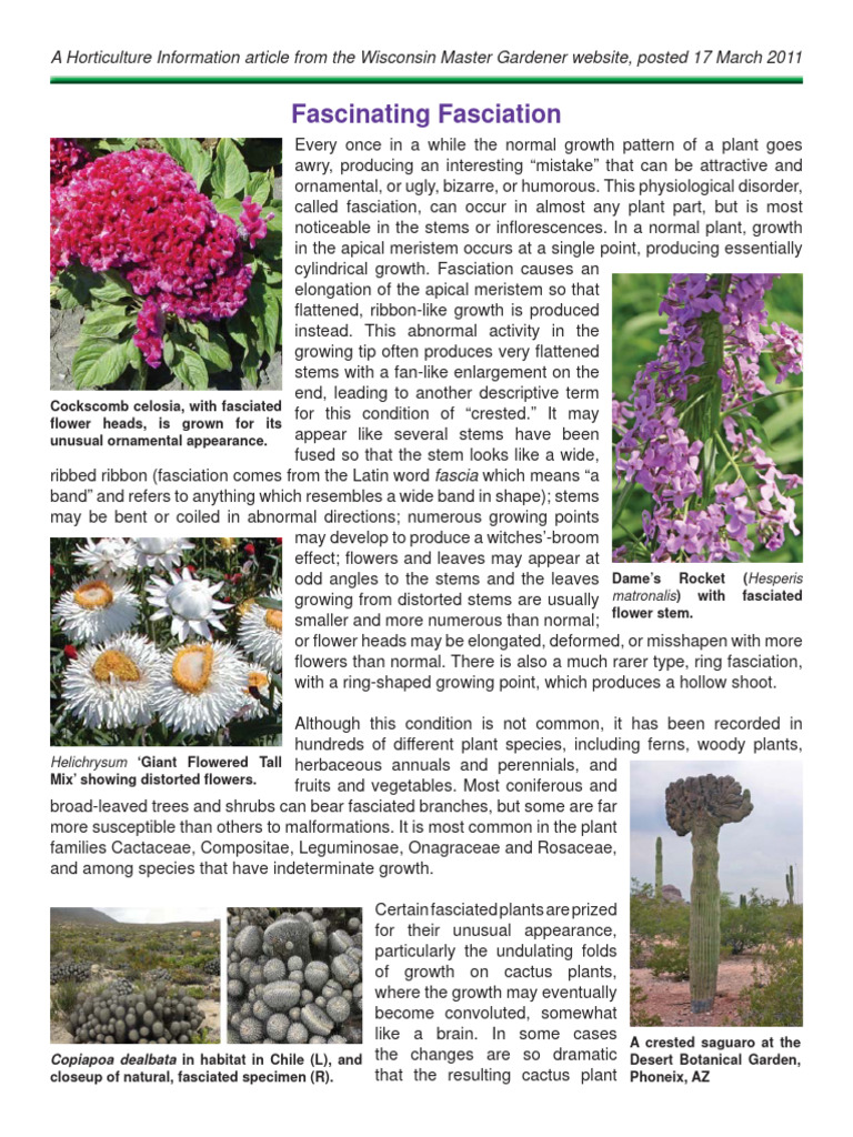 Fascia Tion | Download Free PDF | Plants | Botany
