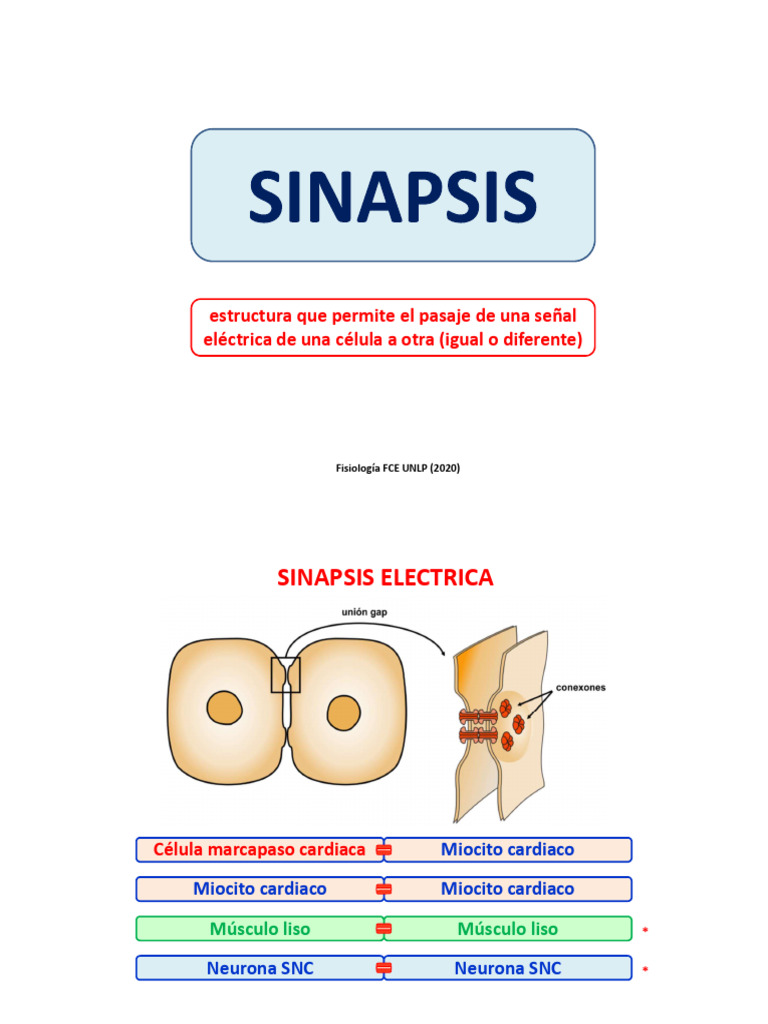 Clase Sinapsis 2020 2xp | PDF | Sinapsis | Neurona