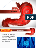 Sistema Digestivo: 5°básico