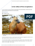 Tiny deer from the dry valleys of Peru recognised as new species _ New Scientist