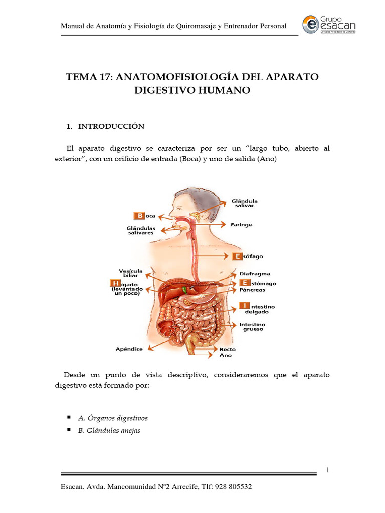 Manual Anatomía Tema 17 Aparato Digestivo Pdf