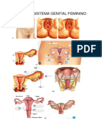 Anatomia Sistema Genital Feminino