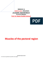 3rd ULMuscles of Pectoral Region