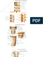 Diagram of Intervertebral joints and upper limb