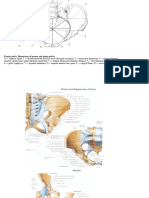 Joints of The Lower Limb Diagrams